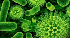 Bacterii. Componentele de bază ale celulei bacteriene